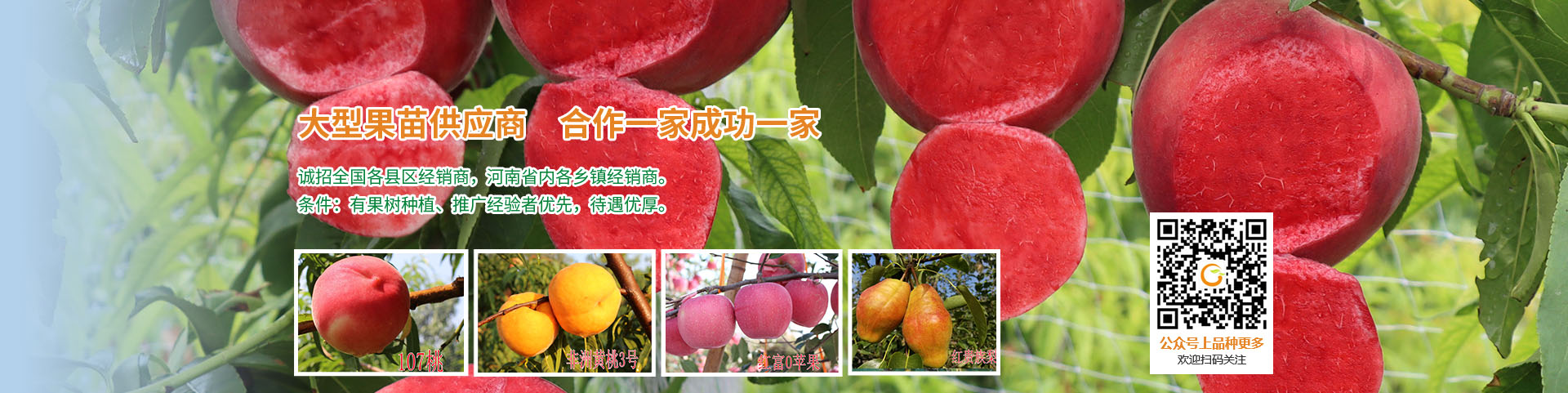 安阳市郑农果苗种植专业合作社