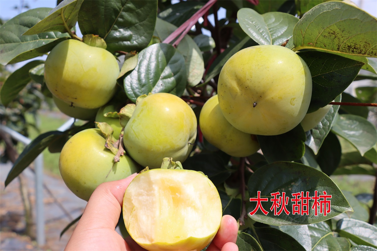 大秋甜柿 (4)