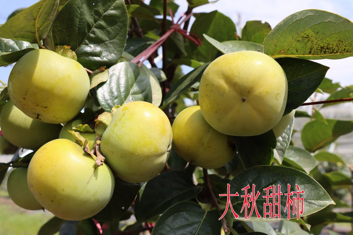 大秋甜柿 (2)