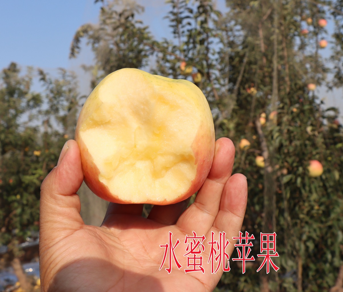 水蜜桃苹果1