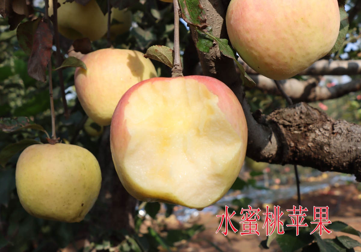 水蜜桃苹果2