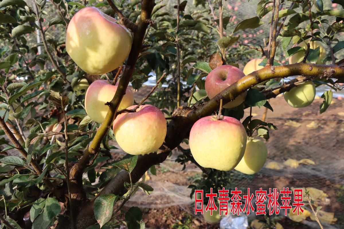 水蜜桃苹果4