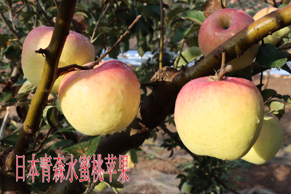 水蜜桃苹果5