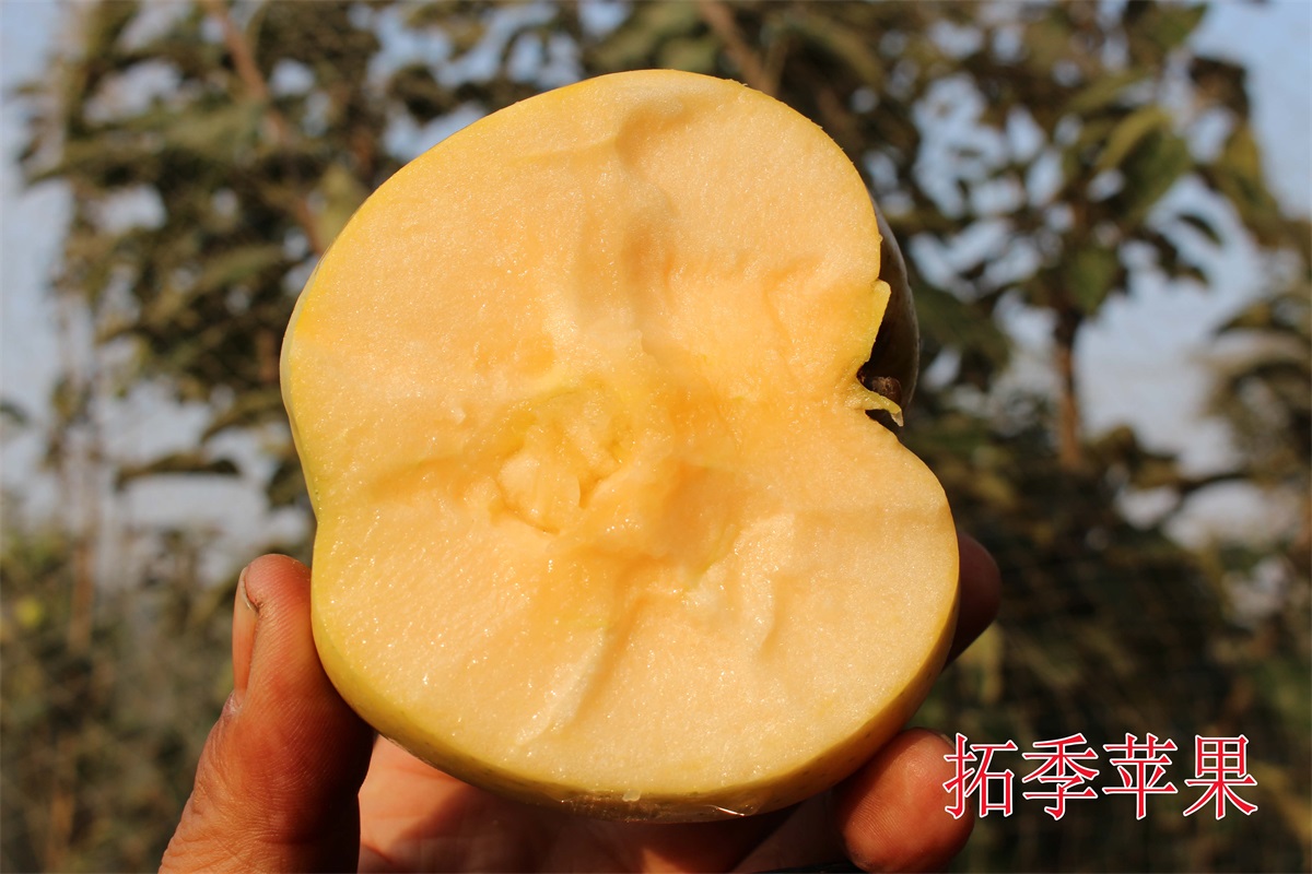 拓季苹果2