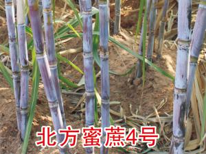 北方蜜蔗4号