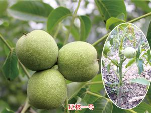 辽核一号