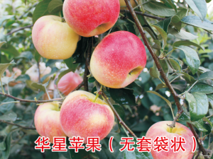 华星苹果