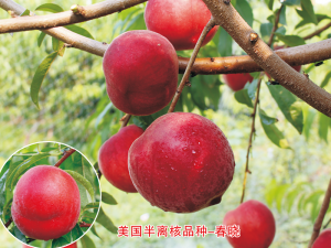 美国半离核品种-春晓