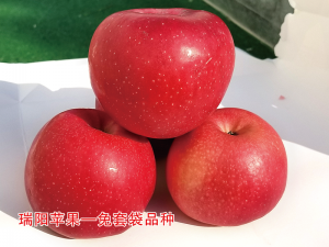 瑞阳苹果