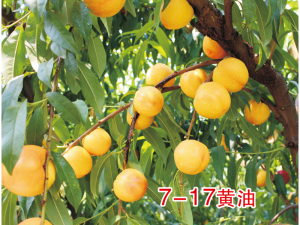 7-17黄油