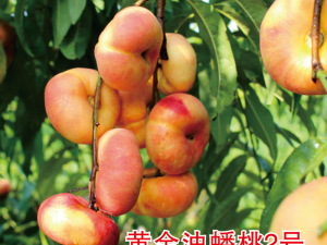 黄金油蟠桃2号
