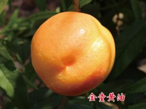 金童黄油