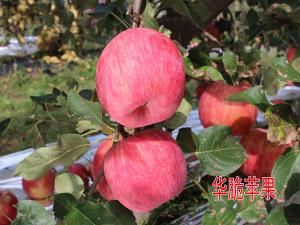 华脆苹果