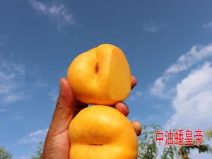 中油蟠皇帝