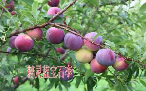 精灵蓝宝石李子