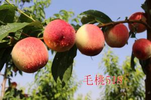 毛桃518-1