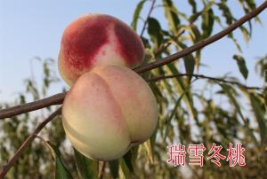 瑞雪冬桃