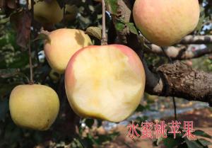 水蜜桃苹果